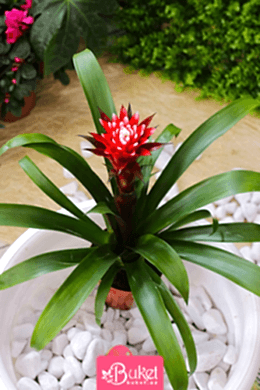 Qırmızı Bromelia