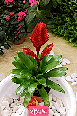 Bromelia Bitkisi