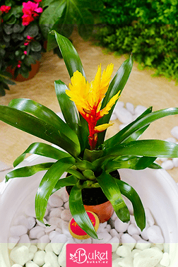 Sarı Bromelia